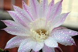 Fiore bianco in primo piano macro