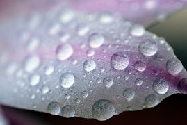 Petalo di fiore bianco con gocce di rugiada