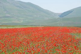 Campo di fiori rossi