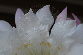 Fiore bianco in primo piano macro