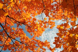 Foglie gialle d'autunno viste dal basso