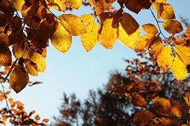 Foglie gialle d'autunno viste dal basso
