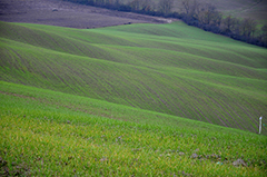 Colline verdi